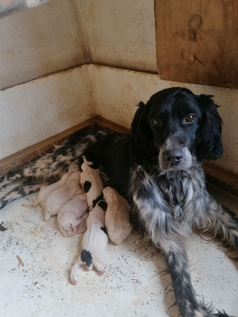 de Buzuntza - Les chiots de Patxa et Miko