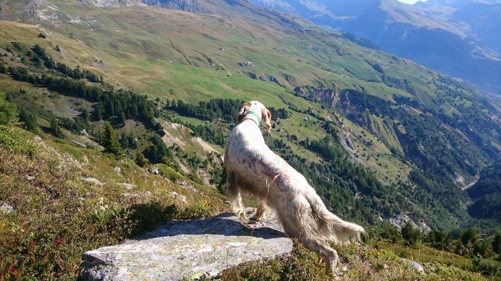 de Buzuntza - Concours Alpins...Fin