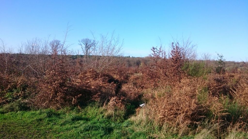 de Buzuntza - 2ème jour en Forêt de Brotonne: