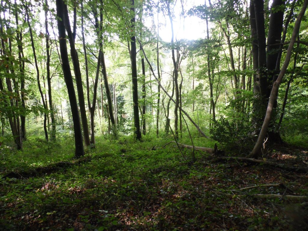 de Buzuntza - Forêt de Brotonne 2018 2ème jour