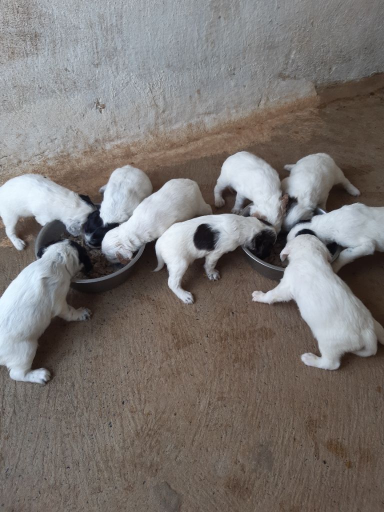 Quelques chiots