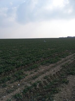 de Buzuntza - printemps 2013