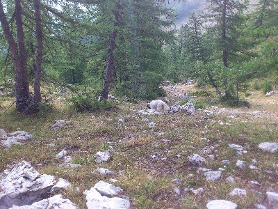 de Buzuntza - Compétitions d'été (Valle Maggia & Beauce)