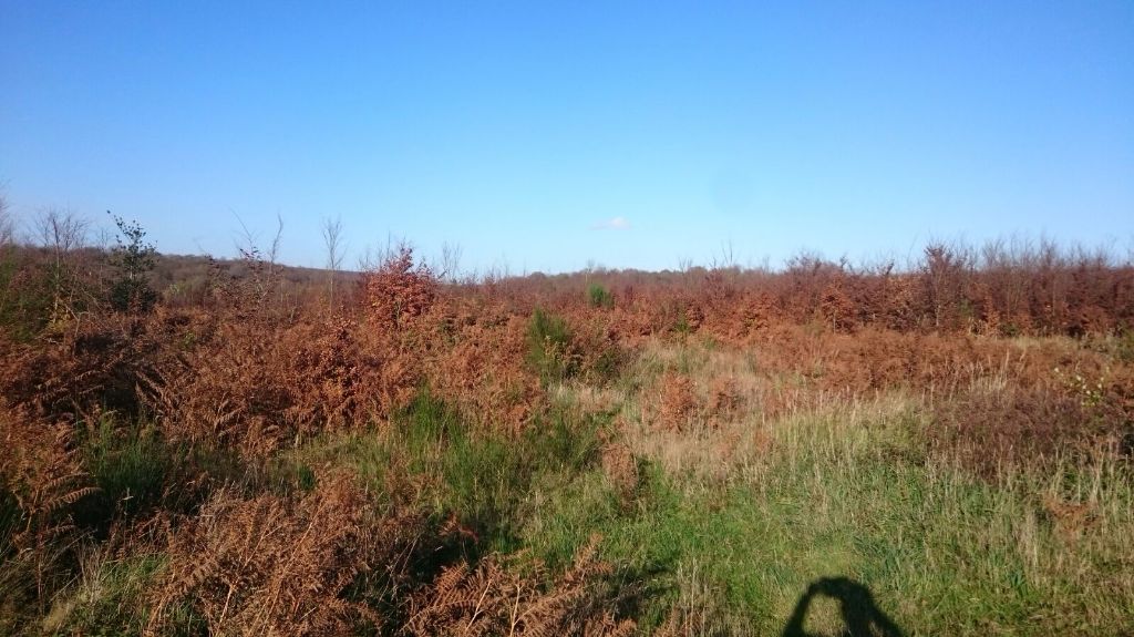 de Buzuntza - 1er jour en forêt d'Eawy: