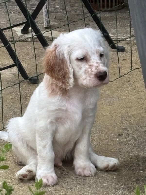 de Buzuntza - un chiot mâle chez Xavier