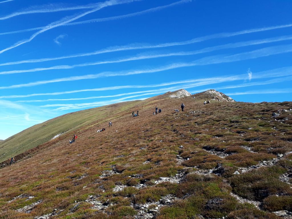 de Buzuntza - Concours Montagne Pyrénéens :
