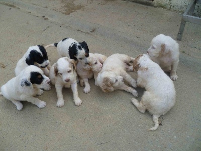 de Buzuntza - les chiots d'Eme et Besta