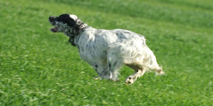 entrainement Bitxi et Besta (Virus des 7 provinces X Ula de Buzuntza)